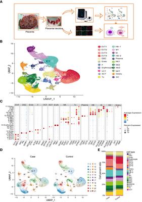 Single-cell profiling reveals immune disturbances landscape and HLA-F-mediated immune tolerance at the maternal-fetal interface in preeclampsia